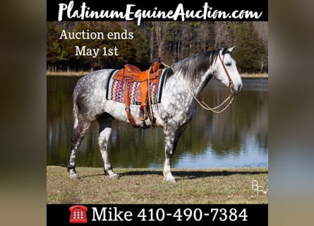 Percheron, Gelding, 8 years, 16 hh, Gray-Dapple