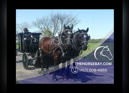 Percheron, Gelding, 8 years, 17,1 hh, Black