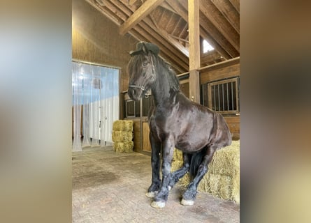 Percheron, Gelding, 8 years, 17 hh, Black