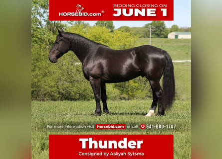 Percheron Mix, Gelding, 9 years, Black