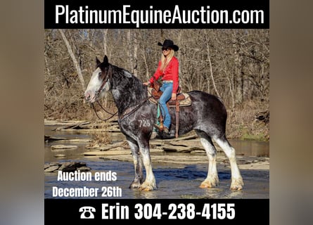 Percheron, Giumenta, 14 Anni, 173 cm, Morello