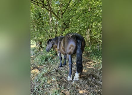 Percheron, Giumenta, 14 Anni, 175 cm, Morello