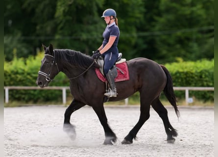 Percheron, Giumenta, 3 Anni, Morello