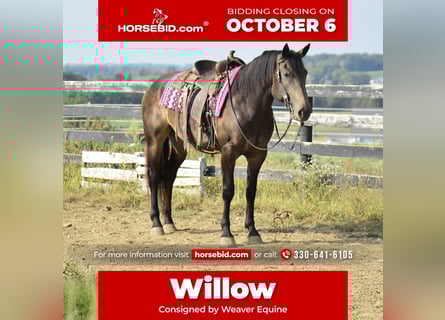 Percheron Mix, Giumenta, 4 Anni, 160 cm, Pelle di daino