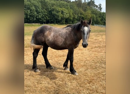 Percheron, Hengst, 1 Jahr, 180 cm, Schimmel