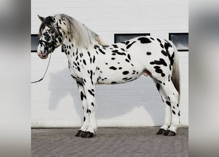 Percheron, Hengst, 5 Jahre, 166 cm, Tigerschecke