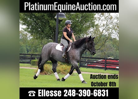 Percheron, Hongre, 10 Ans, 160 cm, Rouan Bleu