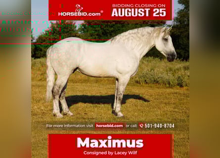 Percheron Croisé, Hongre, 11 Ans, 160 cm, Gris