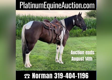 Percheron, Hongre, 11 Ans, 163 cm, Tobiano-toutes couleurs