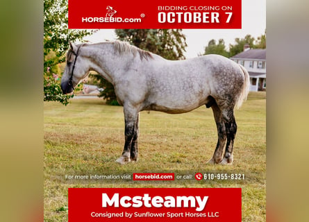 Percheron, Hongre, 11 Ans, 175 cm, Gris pommelé