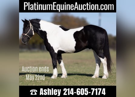 Percheron, Hongre, 12 Ans, 168 cm, Tobiano-toutes couleurs