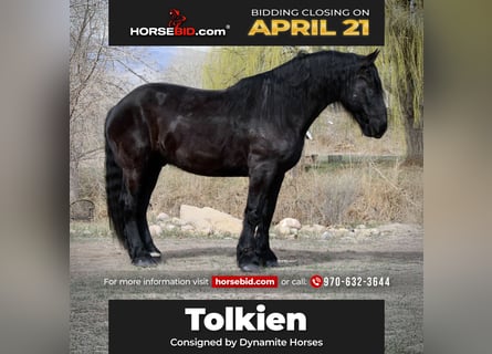 Percheron Croisé, Hongre, 12 Ans, 191 cm, Noir