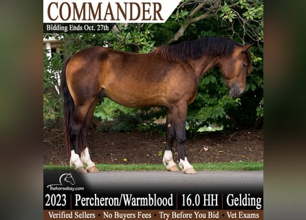 Percheron, Hongre, 3 Ans, 163 cm, Bai cerise