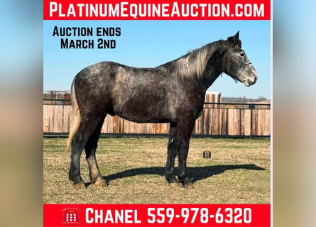 Percheron, Hongre, 3 Ans, 170 cm, Gris pommelé