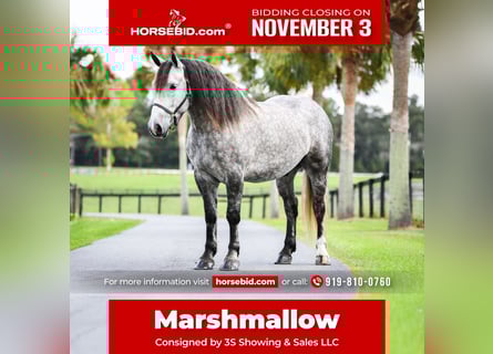 Percheron Croisé, Hongre, 4 Ans, 160 cm, Gris