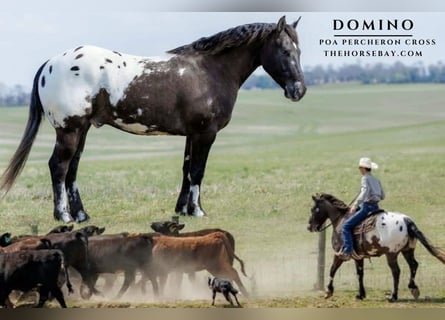 Percheron Croisé, Hongre, 5 Ans, 147 cm, Noir