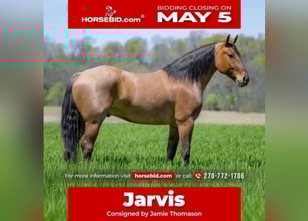 Percheron Croisé, Hongre, 5 Ans, 157 cm, Isabelle
