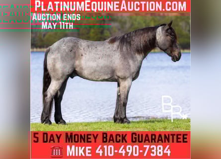 Percheron, Hongre, 5 Ans, 163 cm, Rouan Bleu