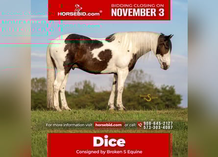 Percheron Croisé, Hongre, 5 Ans, 168 cm, Pinto