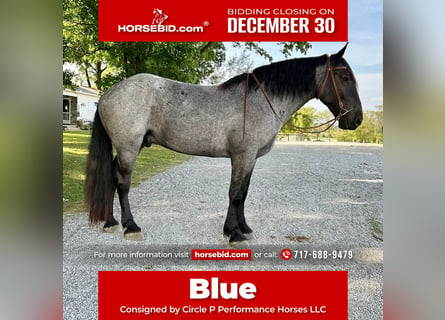 Percheron Croisé, Hongre, 5 Ans, 173 cm, Rouan Bleu