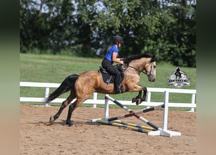 Percheron, Hongre, 5 Ans, Buckskin