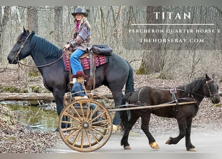 Percheron, Hongre, 6 Ans, 160 cm, Noir