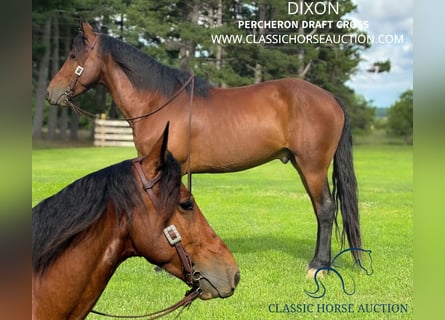 Percheron, Hongre, 6 Ans, 163 cm, Bai cerise