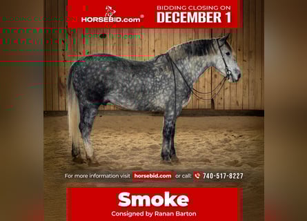 Percheron Croisé, Hongre, 6 Ans, 163 cm, Gris