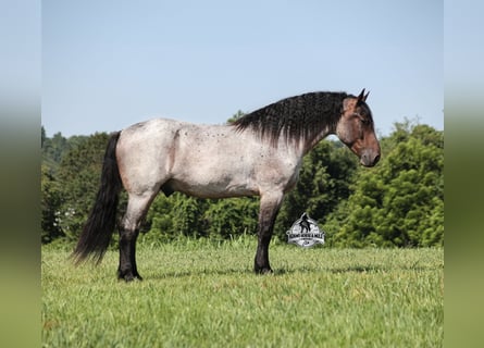 Percheron, Hongre, 6 Ans, 163 cm, Rouan Bleu