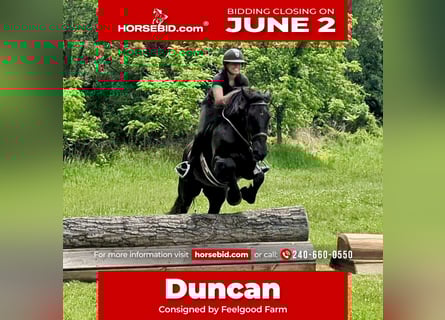 Percheron Croisé, Hongre, 6 Ans, 165 cm, Noir