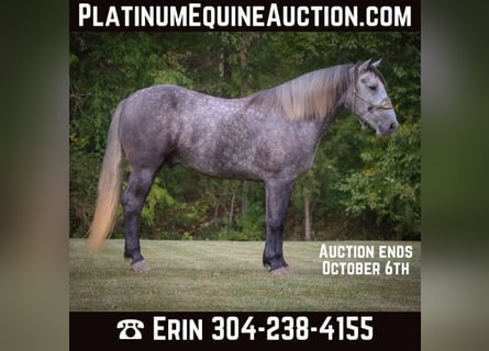 Percheron, Hongre, 6 Ans, 170 cm, Gris pommelé