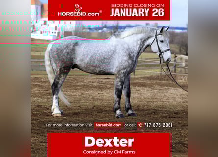 Percheron Croisé, Hongre, 6 Ans, 173 cm, Gris