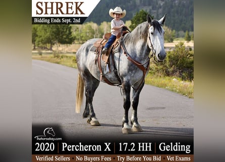 Percheron Croisé, Hongre, 6 Ans, 178 cm, Gris pommelé