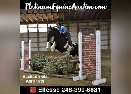 Percheron, Hongre, 7 Ans, 165 cm, Tobiano-toutes couleurs