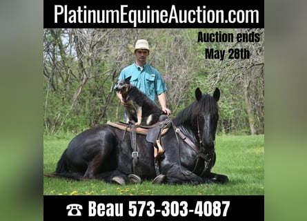 Percheron, Hongre, 7 Ans, 168 cm, Noir