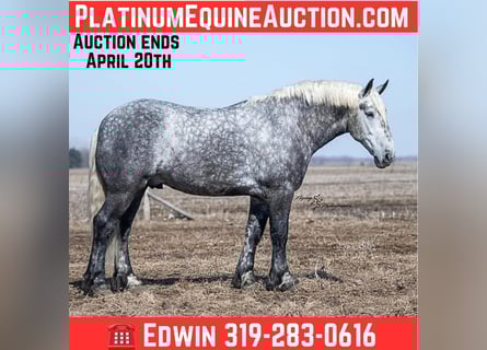 Percheron, Hongre, 7 Ans, Gris