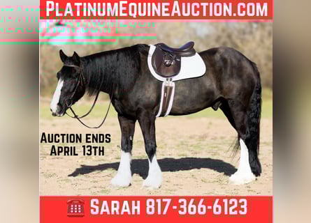 Percheron, Hongre, 9 Ans, 163 cm, Bai cerise