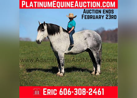 Percheron, Hongre, 9 Ans, 163 cm, Gris pommelé