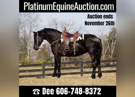 Percheron, Hongre, 9 Ans, Noir