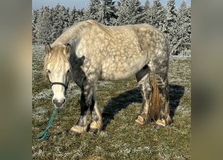 Percheron Croisé, Jument, 12 Ans, 162 cm, Gris