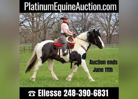 Percheron, Jument, 12 Ans, 173 cm, Tobiano-toutes couleurs