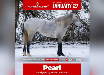 Percheron Croisé, Jument, 3 Ans, 157 cm, Gris