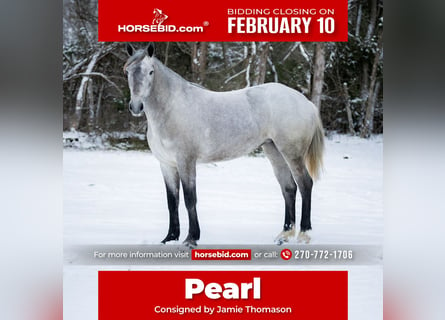 Percheron Croisé, Jument, 3 Ans, 157 cm, Gris