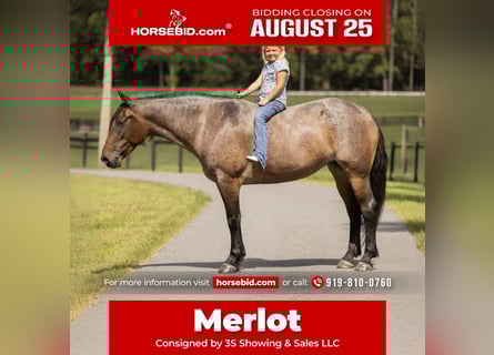 Percheron Croisé, Jument, 4 Ans, 157 cm, Roan-Bay