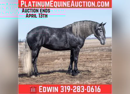 Percheron, Jument, 5 Ans, Gris
