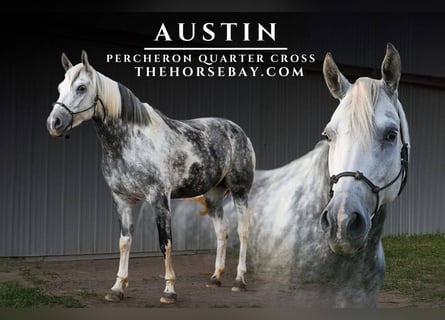 Percheron Croisé, Jument, 6 Ans, 163 cm, Gris