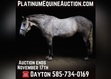 Percheron, Jument, 6 Ans, Gris