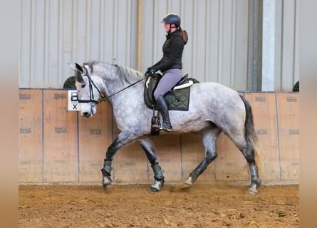Percheron Croisé, Jument, 8 Ans, 165 cm, Gris