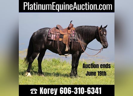 Percheron, Mare, 12 years, 16,1 hh, Black