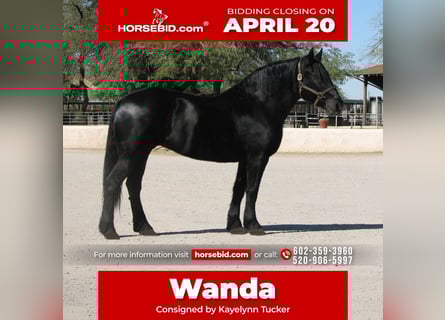 Percheron Mix, Mare, 13 years, 15,3 hh, Black